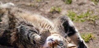 Dlaczego ciągle kręci mi się w głowie?