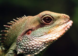 Co to znaczy że ktoś jest opanowany? Co to znaczy że ktoś jest opanowany?