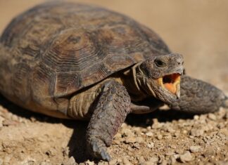 Jak cofnąć aktualizację iOS 16? Jak cofnąć aktualizację iOS 16?