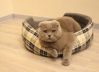 Czy jeśli ktoś o nas myśli to nam się śni? Czy jeśli ktoś o nas myśli to nam się śni?