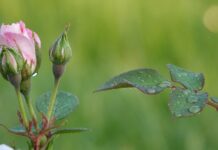 Kto powiedział że wszystkie jednostki mają wbudowaną potrzebę rozwoju osobistego który następuje przez proces zwany samorealizacją?