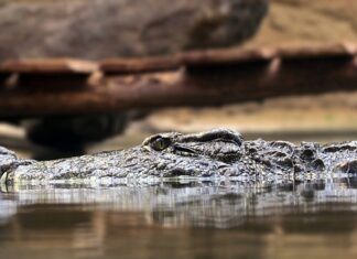 Co to są zasady horyzontalne? Co to są zasady horyzontalne?