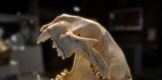 Czy rana po zdjęciu szwów może się rozejść?