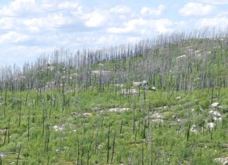 Kiedy należy powiadomić pracodawcę o przejściu na emeryturę? Kiedy należy powiadomić pracodawcę o przejściu na emeryturę?