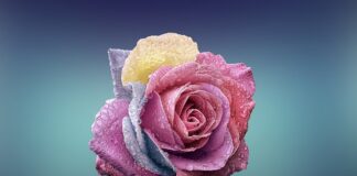 Czym się różni plan finansowy od budżetu?